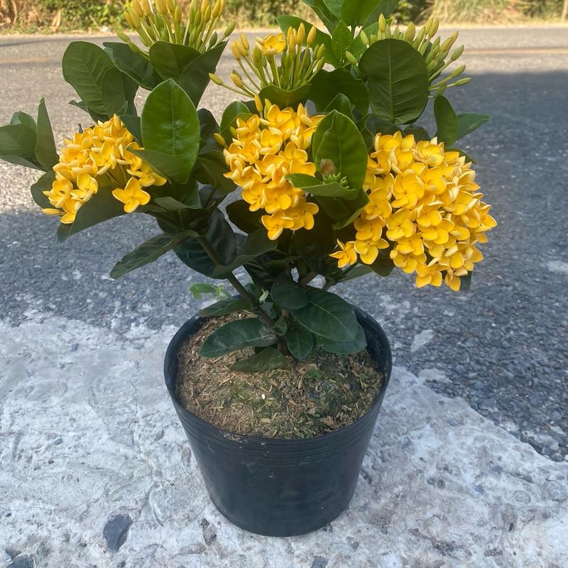 Cây Hoa Mẫu Đơn Phụng Hoàng Vàng Chăm Sóc Dễ Trồng