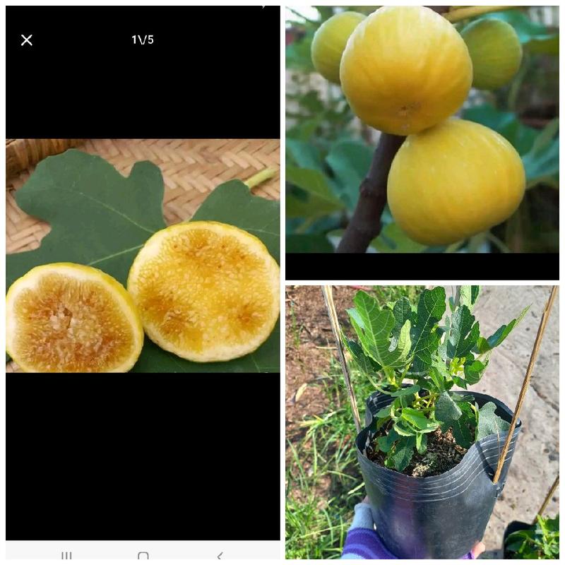 Cây giống sung Mỹ vàng  - cây nhân giống bằng phương pháp giâm cành