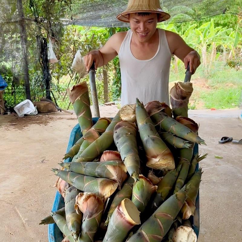 5 Cây Giống Măng Tre Tứ Quý Từ Nông Trại Hạnh Phúc