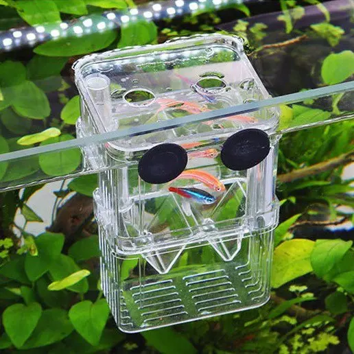Lồng đẻ meca cho cá Guppy, cá mún, cá nhỏ.. 0