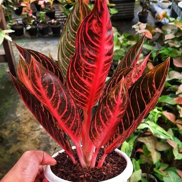Bonggol Ori Aglonema Pride Of Sumatra Red Sumatra POS