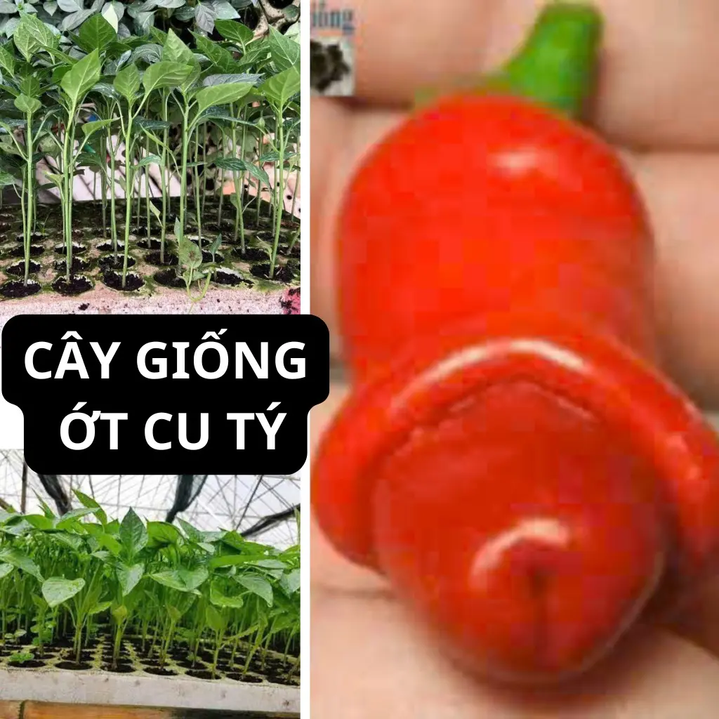 5 CÂY GIỐNG ỚT CU TÝ 129K - cây cao từ 10-20cm , cây giống khỏe mạnh , được trả lại hàng nếu không ưng ý