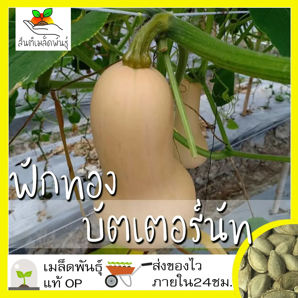เมล็ดพันธุ์ ฟักทอง บัตเตอร์นัท 25 เมล็ด Waltham Butternut Squash seed เมล็ดพันธุ์แท้100% นำเข้าจากต่างประเทศ ปลูกผัก สวนครัว