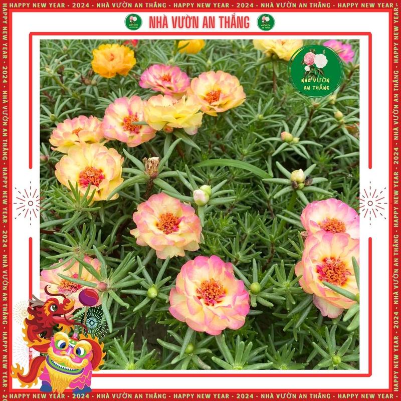 Hạt giống hoa mười giờ mix màu cực đẹp [Hạt Khuyến Mãi] 7