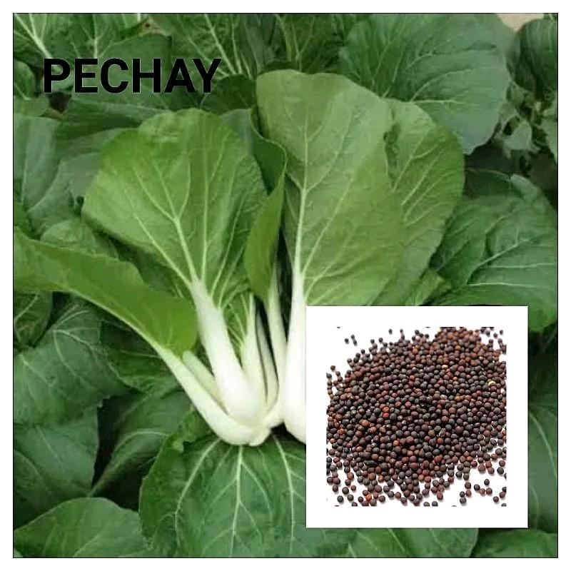 Pechay Seeds for planting Garden seeds - TikTok Shop Philippines