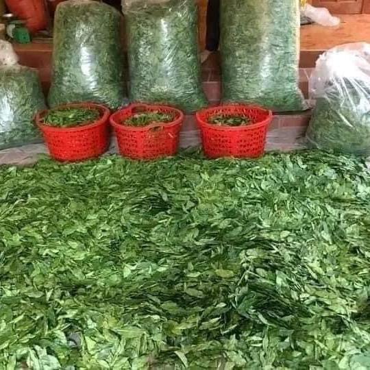 Lá mắc mật sây khô lạnh không cành không cọng.đã qua xử lý sạch sẽ 4