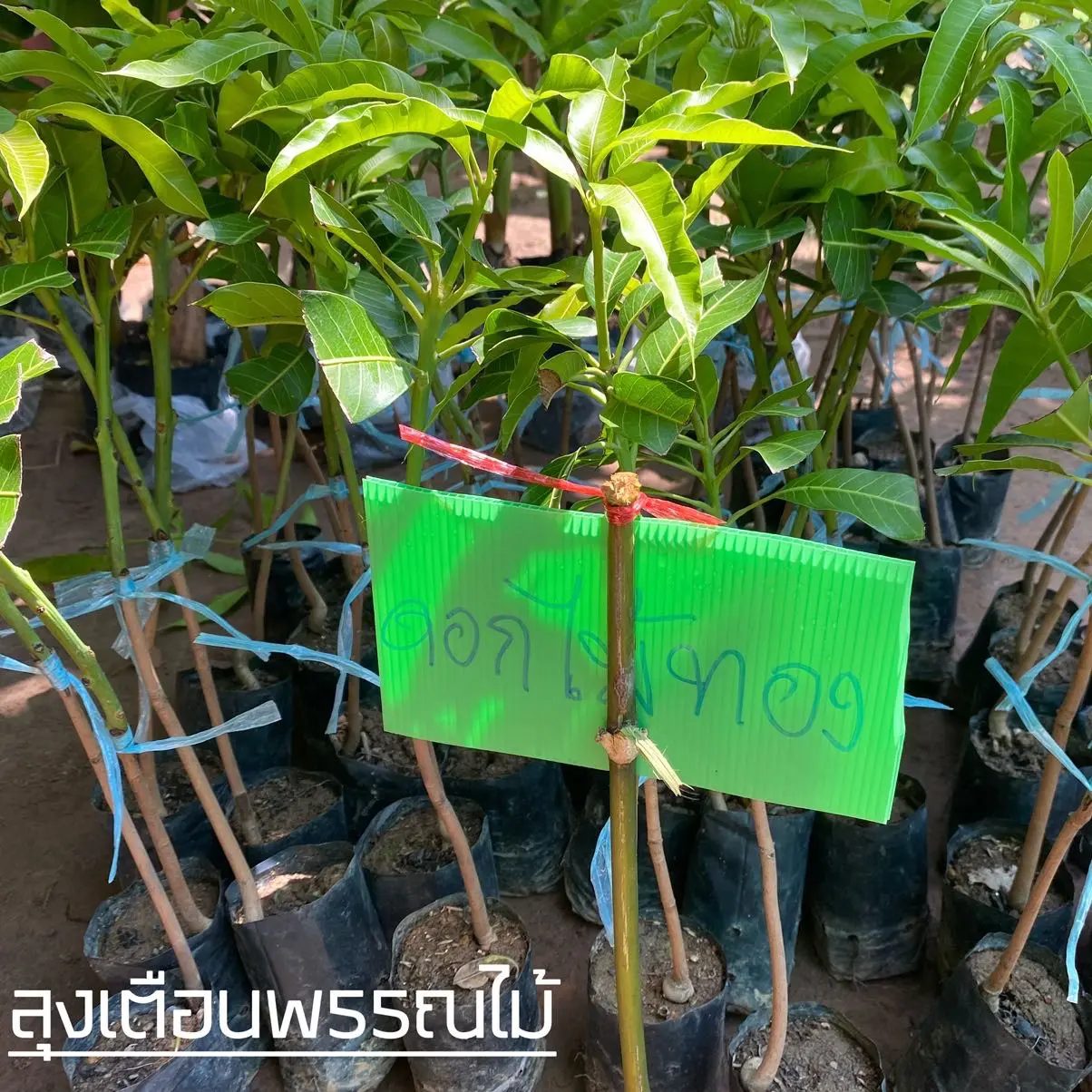 ต้นมะม่วงน้ำดอกไม้สีทองเสียบยอด 1 ปีติดผล พร้อมปลูก
