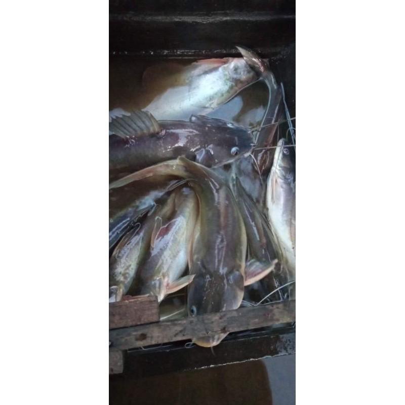 kucur RR umpan mancing ikan sungai/baung