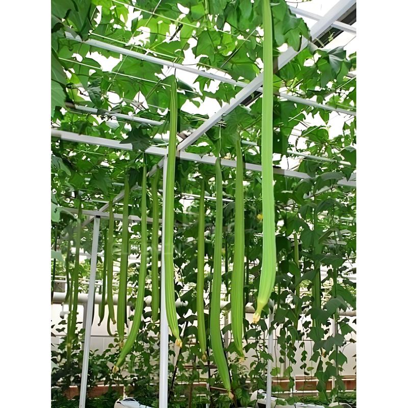 Gói 5gr khoảng 50 hạt giống mướp hương siêu dài Thái Lan