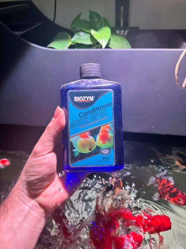 Dung dịch Biozym white Spot chuyên Xử lý nấm đốm trắng cho cá thủy sinh 3
