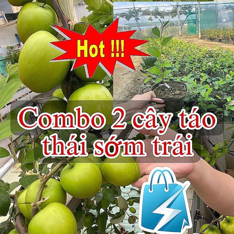 Set cây giống : 2 cây táo thái .