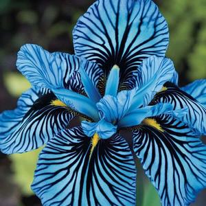 100granos Semillas OrquídeaRayada VariedadPremium PatronesNaturales TonosBlancoPúrpuraRosa IdealparaExpertosyColeccionistas