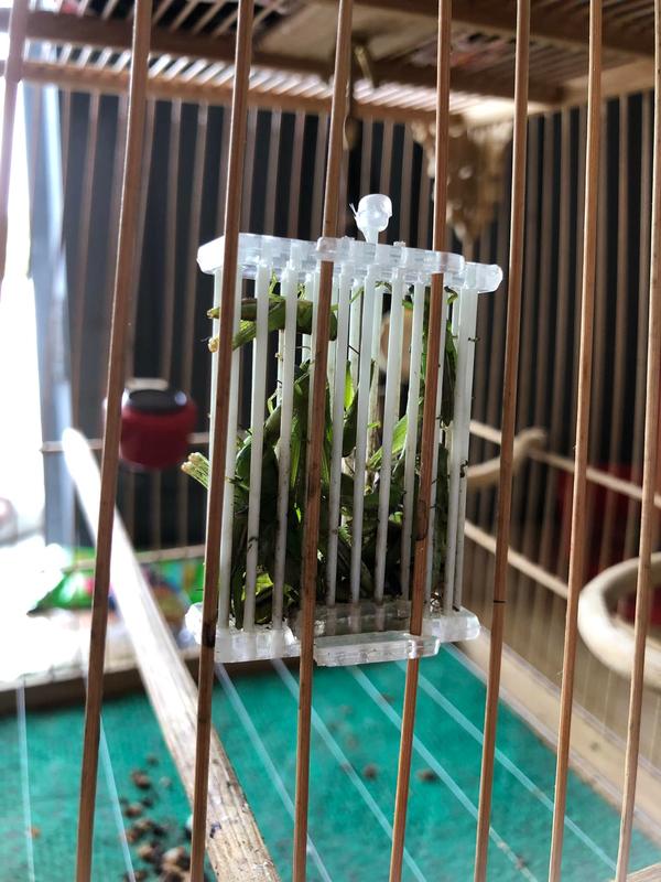 Rọ đựng cào cào, rọ đựng dế cho chim cáp quang (Combo 10 chiếc) 1