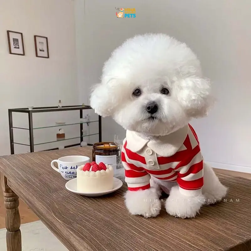 Áo Thun Sọc Cổ Thỏ Cotton Dễ Thương Cho Chó Mèo Mặc Quần Áo Cho Thú Cưng Cao Cấp Hàn Quốc Hiha Pets. 5