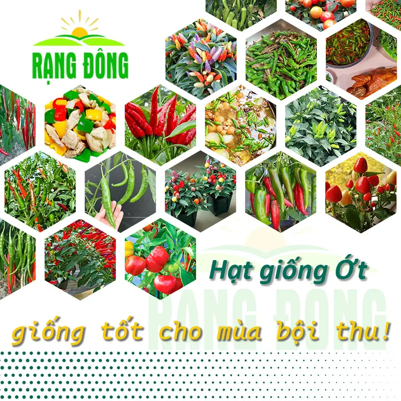 Hạt giống Ớt trồng quanh năm, nảy mầm tốt, sinh trưởng khỏe, thu hoạch nhiều lần - Hạt giống Rạng Đông