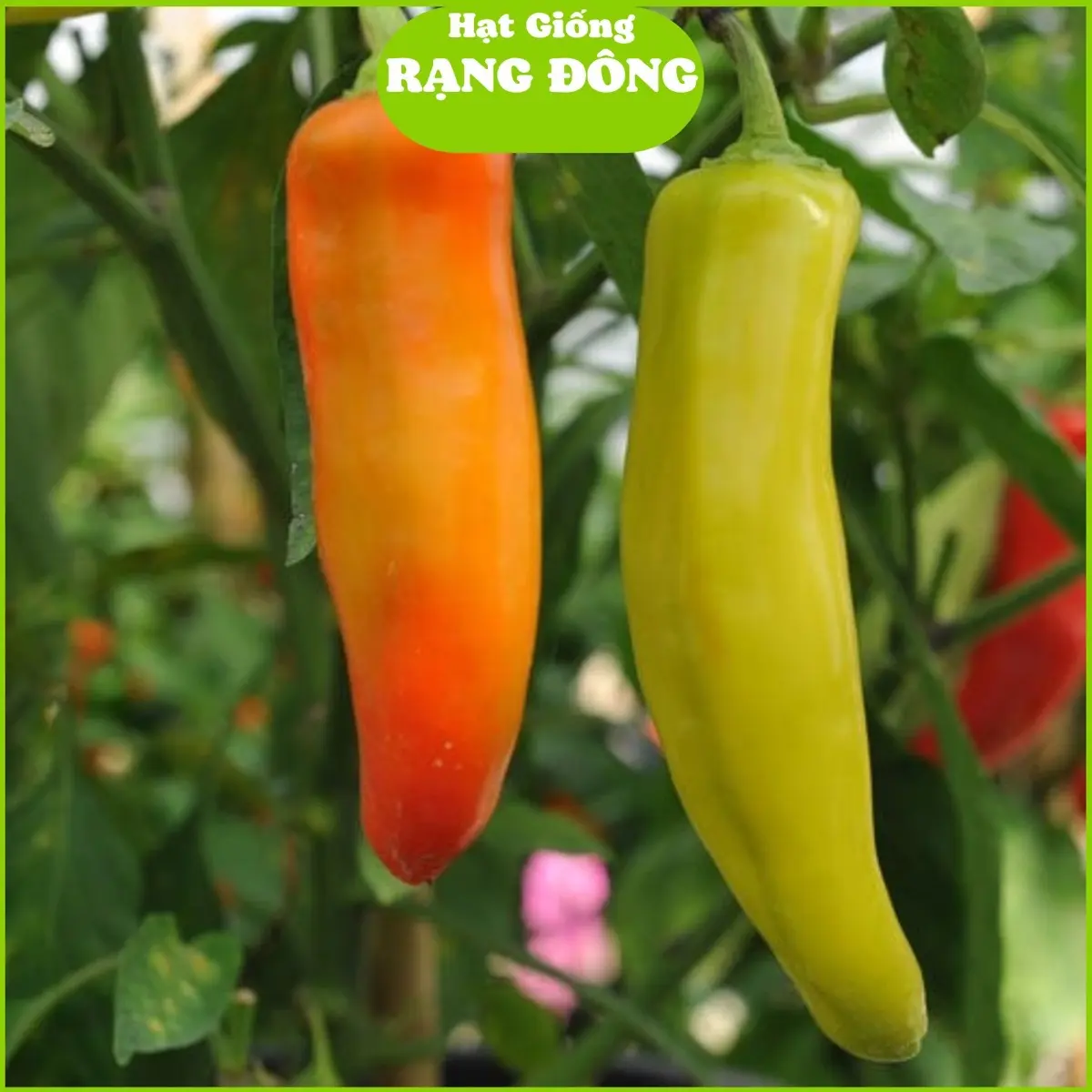 Hạt Giống Ớt Sừng (Gói 0.2gr - Khoảng 25 Hạt) Trái to dài, sai trái, trồng quanh năm