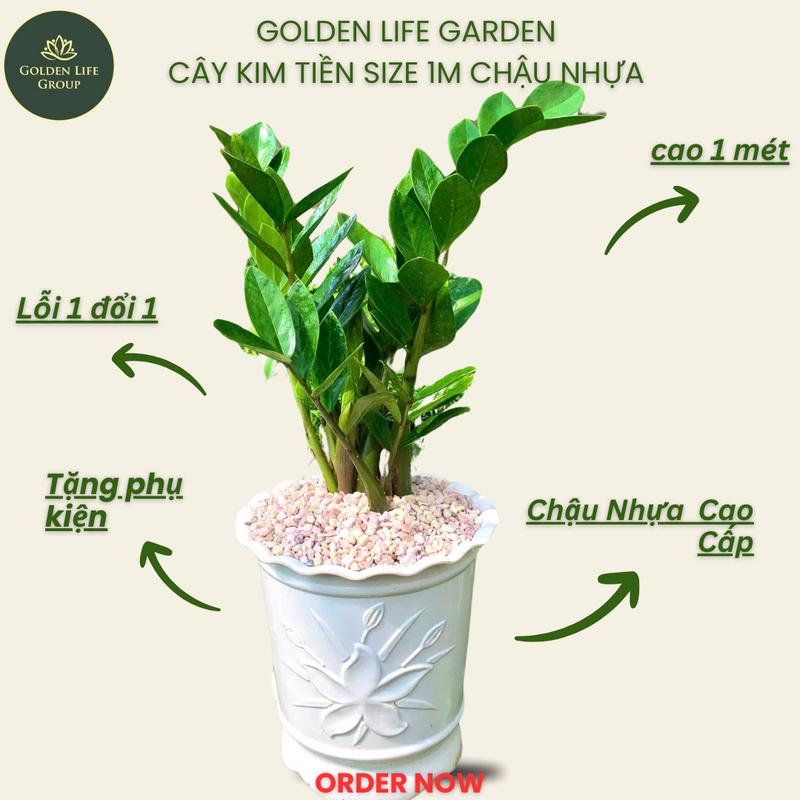   Size To  Cây Kim Tiền chậu nhựa cứng - Mang phong thuỷ Tài Lộc - Thịnh Vượng cho gia chủ  Decor Phòng 