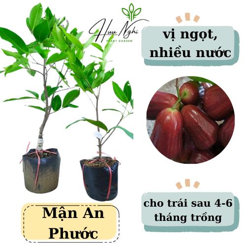 Cây giống Mận đỏ An Phước roi đỏ mận đỏ cây mận an phước