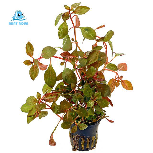 Cây Thủy Sinh Táo Đỏ (15 ngọn) 3