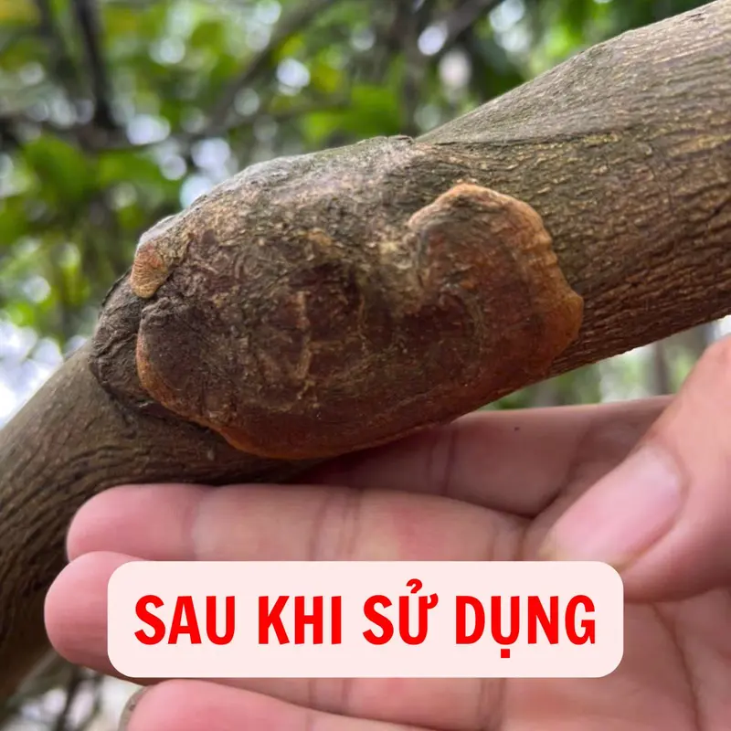 Keo Liền Sẹo Cao Cấp, Liền Sẹo Nhanh, Chống Nấm Bệnh Cho Cây Trồng, Cây Cảnh, Mai Vàng, Bonsai, Lan 7
