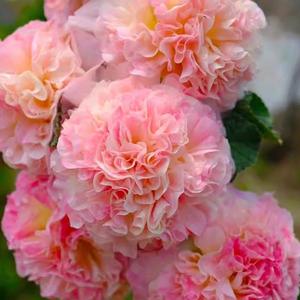 100granos,Alcea Rosea Simple Pétalo Color Rosa Agua,Planta Ornamental,para Jardines y Decoración,Fácil de Cultivar para Principiantes