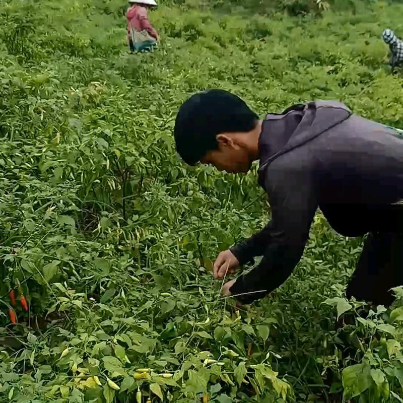 4 chai Tương ớt đặc sản Mường Khương 3