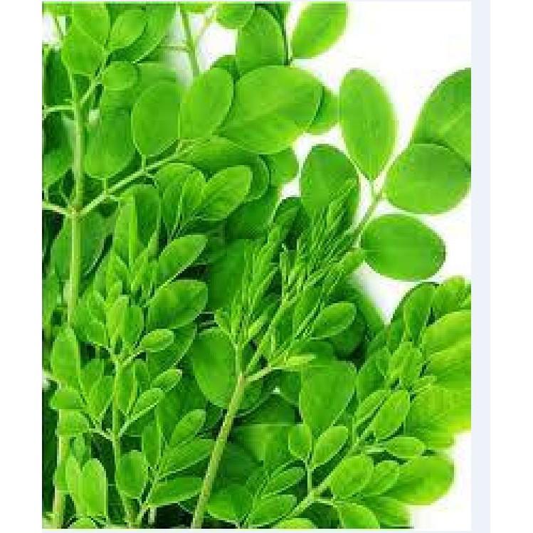 Hạt Giống Cây Chùm Ngây - 1 gói 20 hạt
