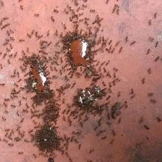 [1-3 lọ ]  Lọ Chất Lỏng Diệt Kiến Sinh Học Thân Thiện Với Môi Trường, lọ 10ml Nhang vien diet gian 5