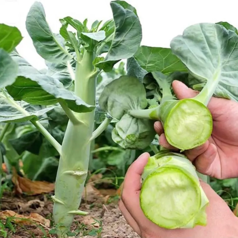 Hạt Giống Cải Làn mập - Cải Rổ (gói 10gr) 0