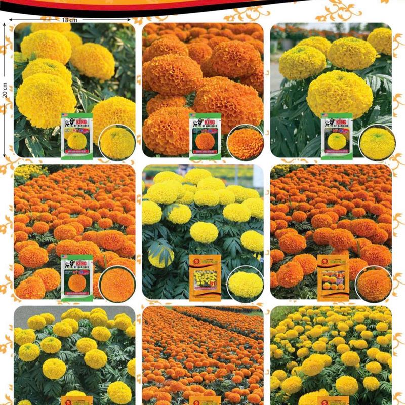  Gói lớn 1GR  300-400 hạt  Hạt giống Vạn Thọ Rồng Vàng cao cấp hoa to nảy mầm mạnh 