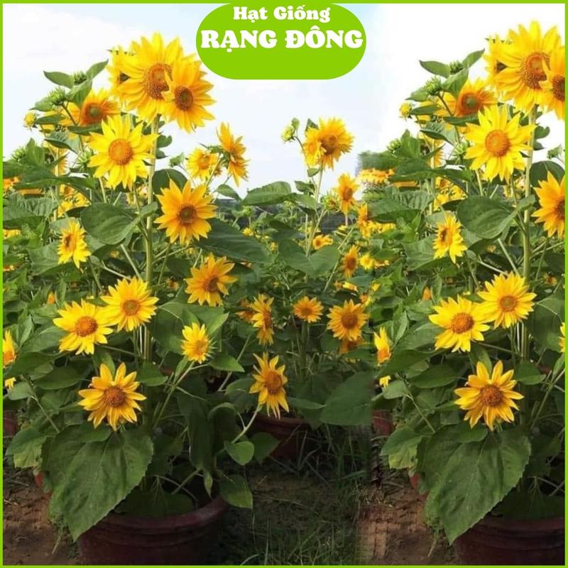 Hạt Giống Hoa Hướng Dương Tháp Gói 2gr ~ 40 hạt Cây cao 140-150cm bông to trồng quanh năm