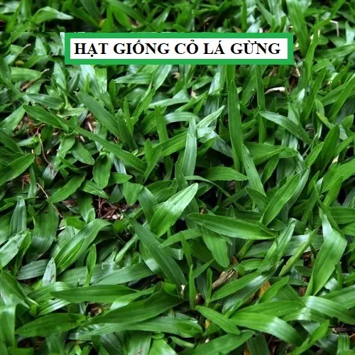 Hạt giống cỏ lá Gừng (cỏ lá Tre) - Gói 100 Hạt 0
