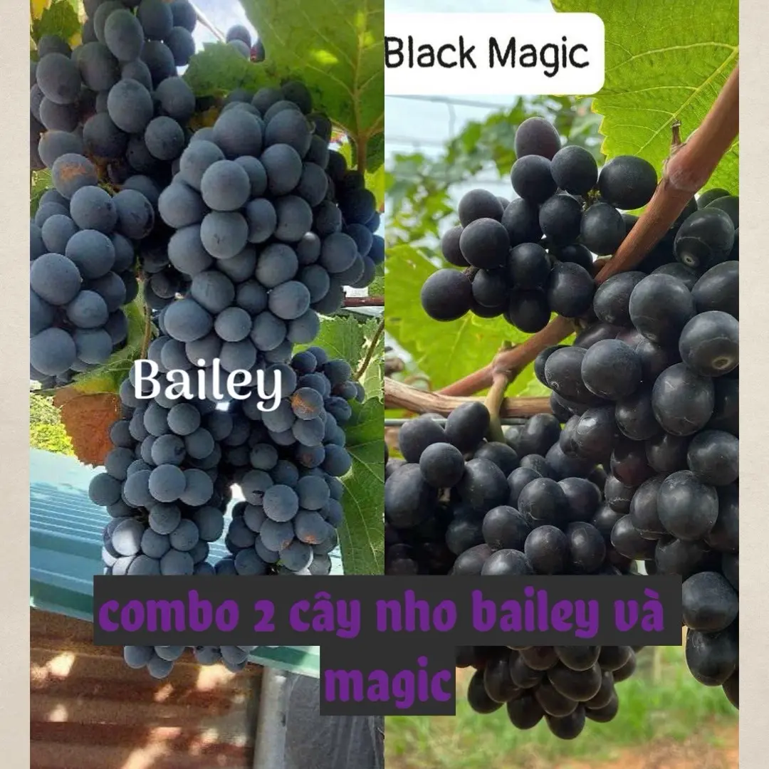 Combo 2 cây nho giống (magic và Bailey)