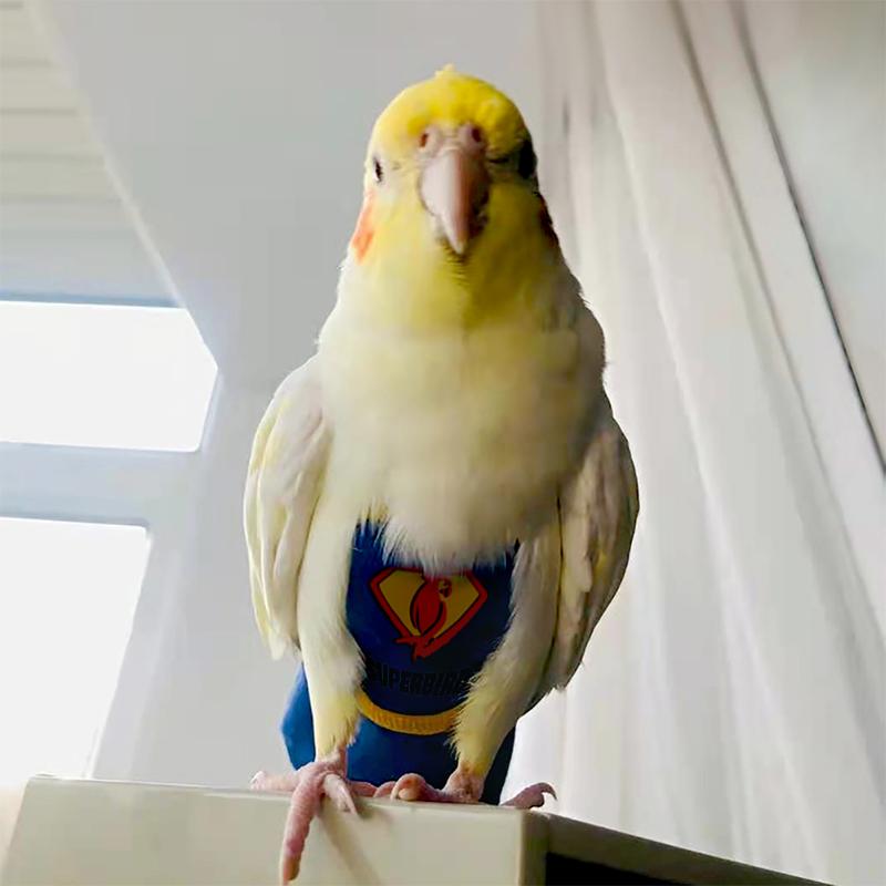 Product Introduction of Super Hero Parrot Diaper Flight Suit Diaper Clothes Parrot Parakeet Pigeon Medium Large Pet Bird #464679 35