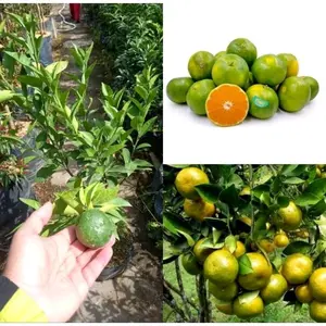 Bibit jeruk siam madu berbuah