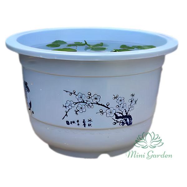 Com bo 3 chậu nhựa không lỗ trồng hoa sen mini cây thủy sinh