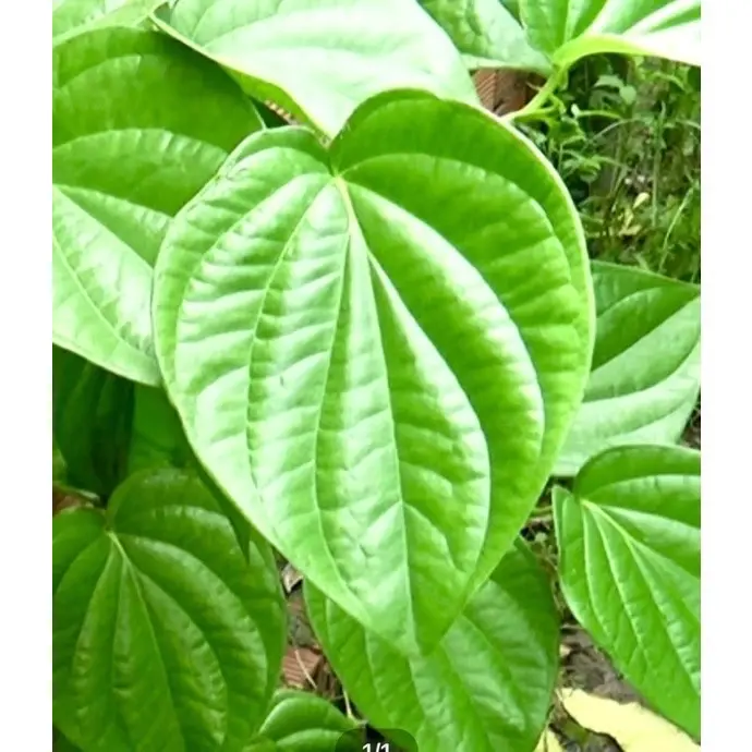 Cây trầu không - trầu ăn lá, ăn cau 3