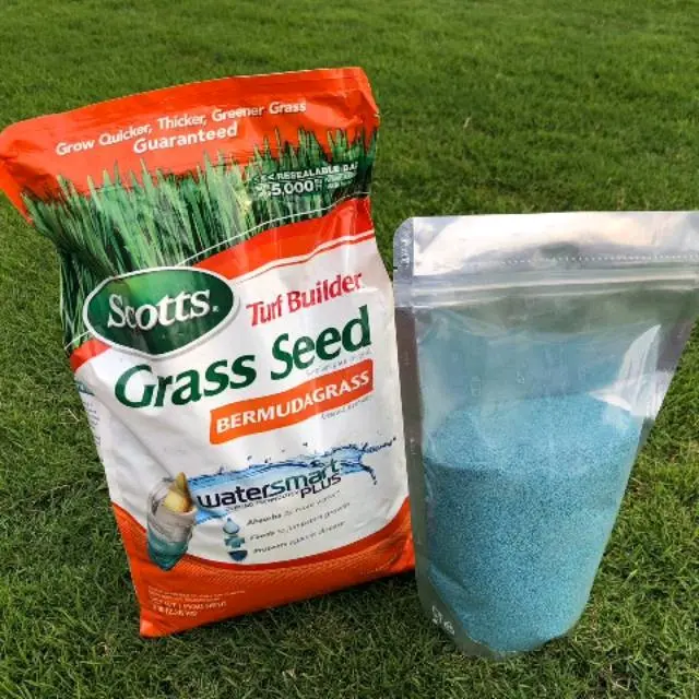 benih biji rumput jepang - bibit rumput rumput jepang 50gram