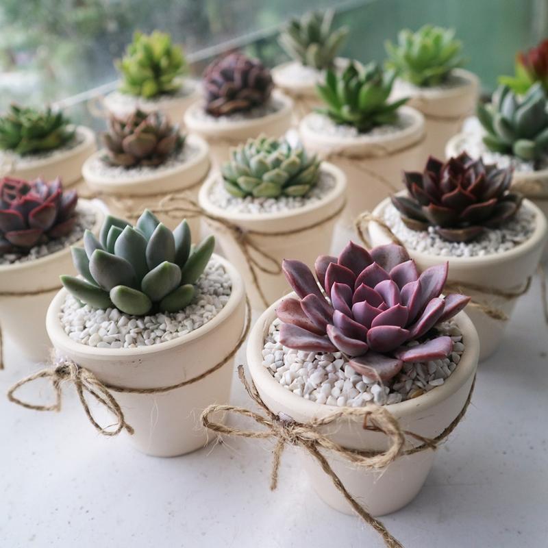 [Đk chậu 7cm] Chậu sen đá thắt nơ thích hợp làm quà tặng cho sự kiện, lễ tiệc, tặng người thân, bạn bè