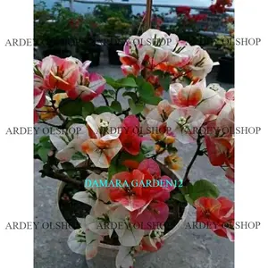 Bibit Bougenville Chitra Mounduring ID TERBARU harga murah meriah