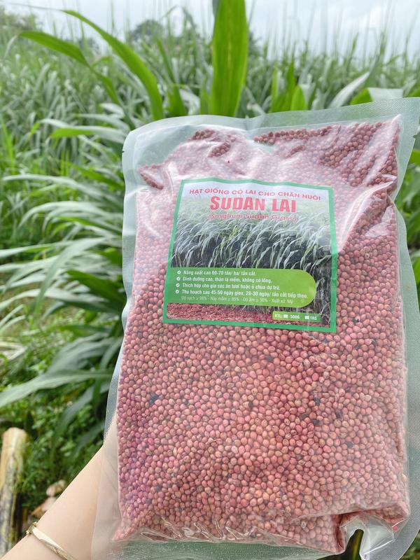 Hạt giống cỏ ngô sundalai 1kg