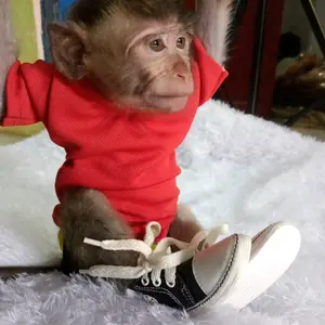 Sepatu untuk hewan monyet