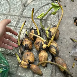 Combo 10kg Củ Sen Giống Trồng Lấy Củ Hoặc Ngó
