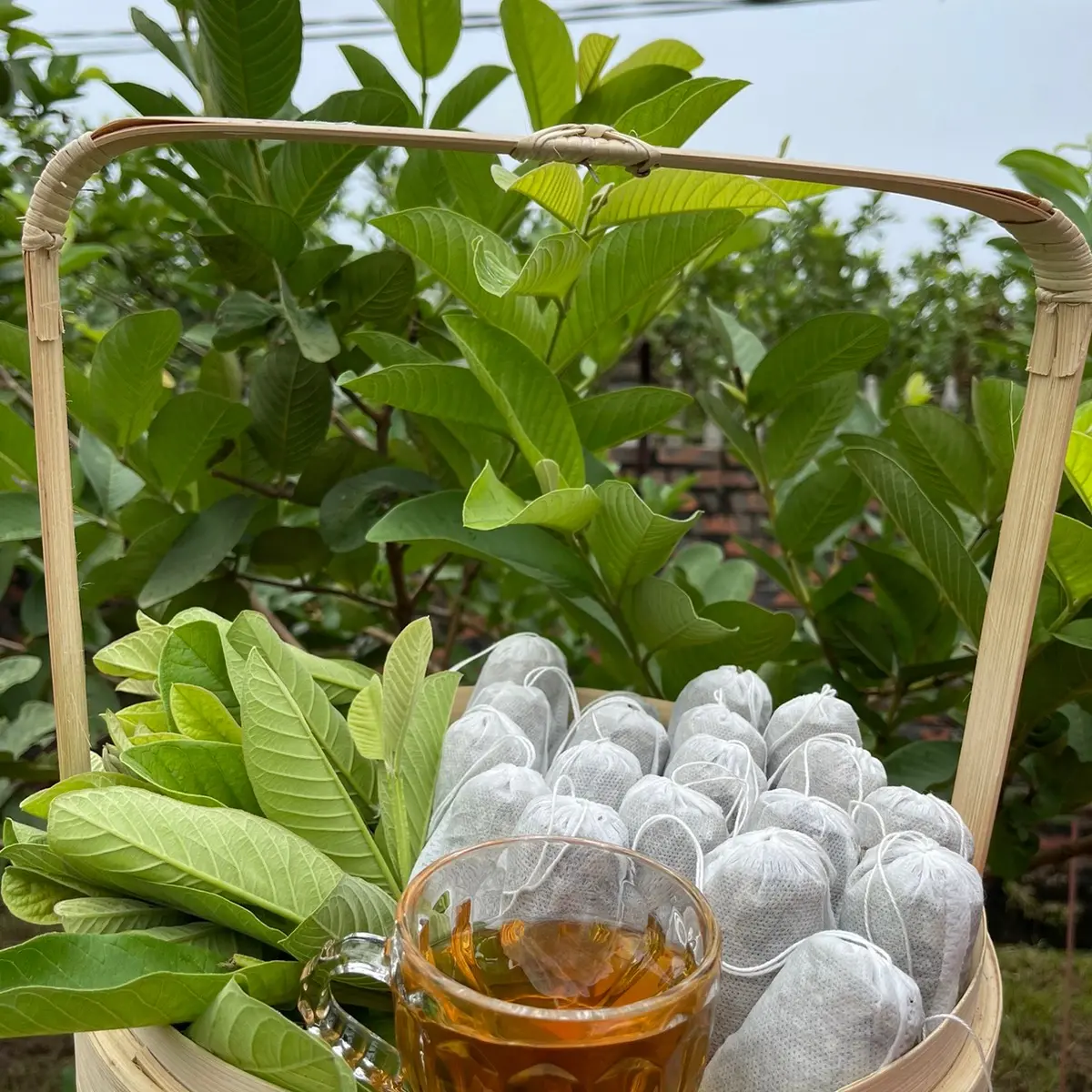 Trà lá ổi non 60 túi lọc nguyên chất Mộc Thanh -  Nước Trà Chè Tea Nho