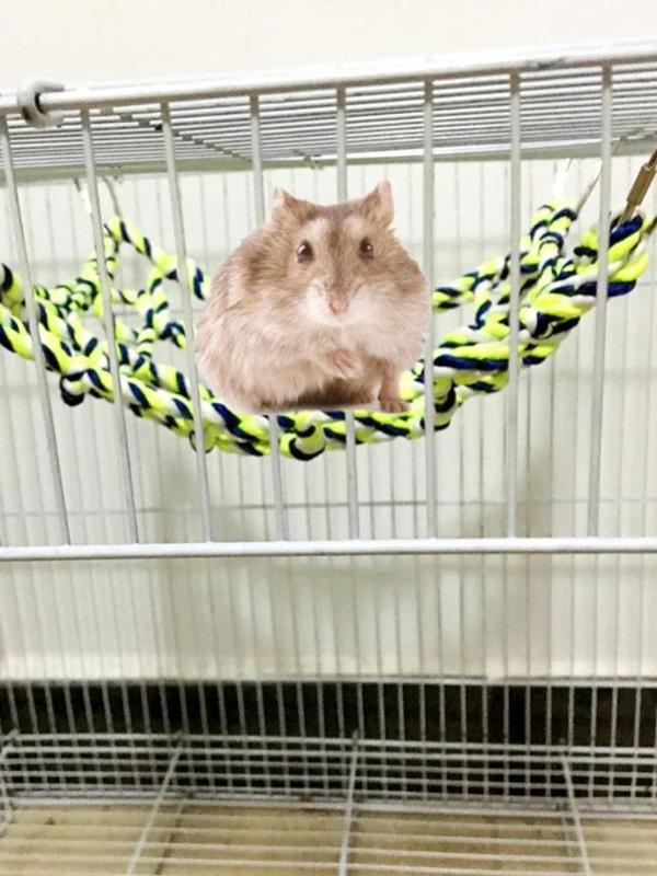 Product Introduction of Pet Hammock Toy Hamster Squirrel Puppy Net Rope House Balcony Hammock Colorful Weave Climbing Net Parrot Bird Net 11