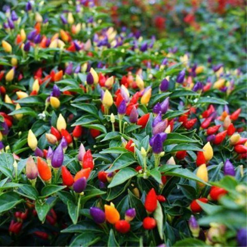 40เมล็ด พริกประดับเจ็ดสี (Rainbow Chilli Pepper Seeds) - ผลผลิตสูง เมล็ดพันธุ์พริก7สี เมล็ดพริกสีรุ้