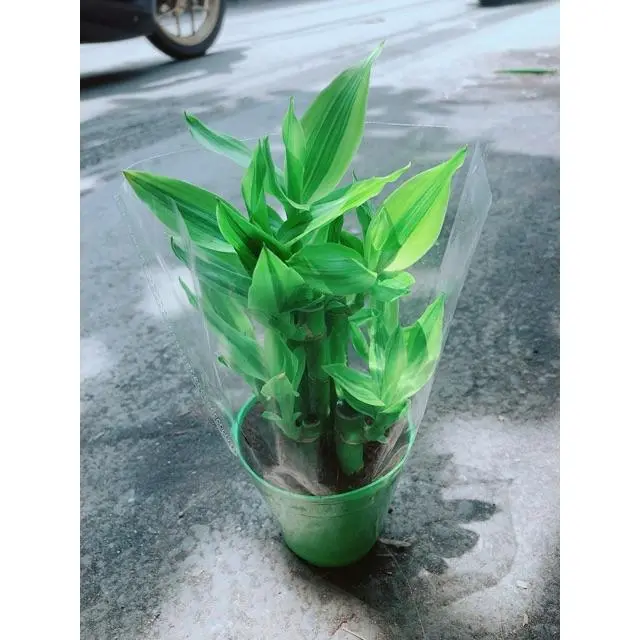 Cây Trúc Phát Tài Gửi Hàng Như Hình 1