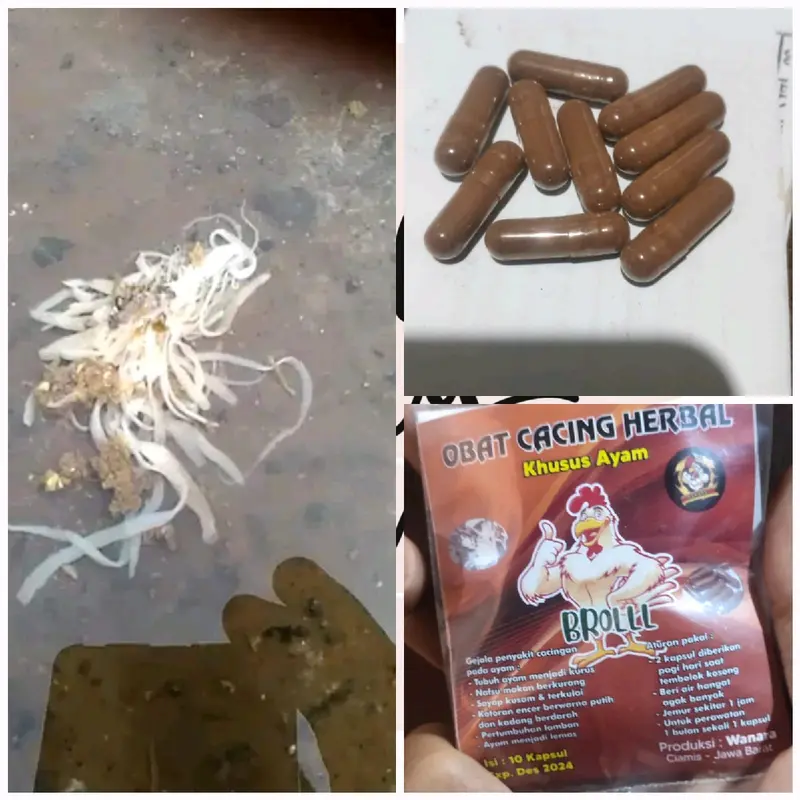 OBAT CACING BROLL WANARA 1