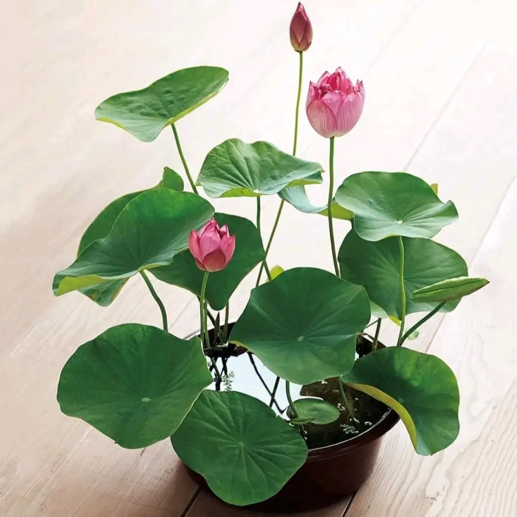 16 cây sen mini giốngi 16 màu cây cao 20cm đã ra lá ra rễ trồng 2 tháng ra hoa quanh năm hoa cánh kép