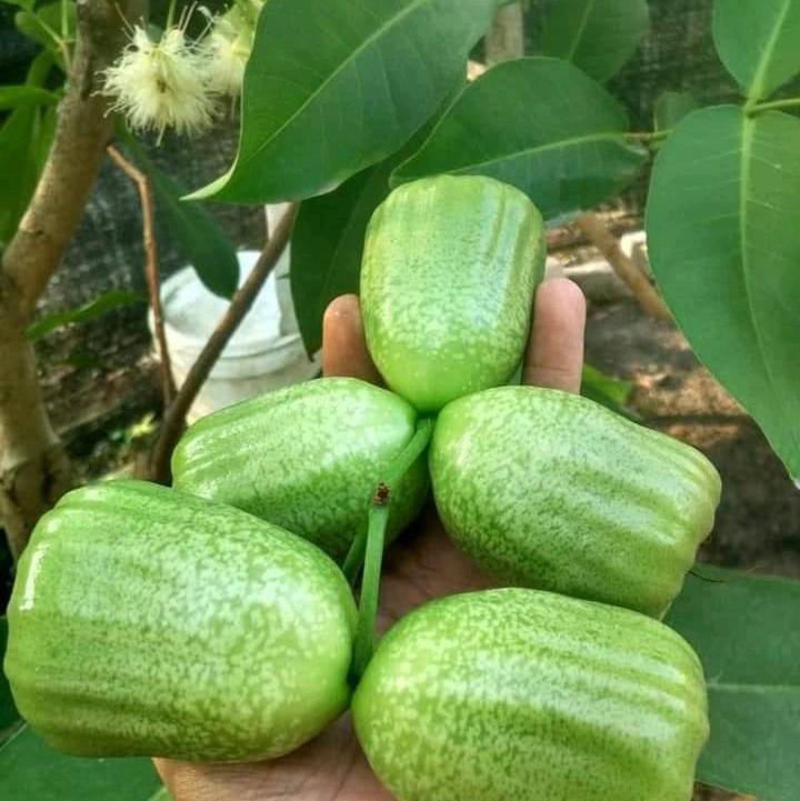 CÂY GIỐNG MẬN XANH -MẬN ĐỎ INDO TRÁI TO GIÒN ĂN NGỌT ĐẬM (combo 2 cây )